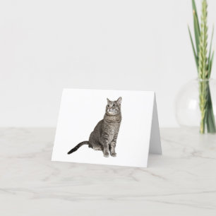 Carte de note blanche Abyssinian Cat
