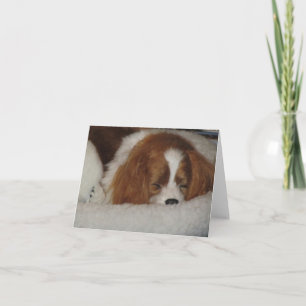 Carte de note blanche Cavalier King Charles Blenhe