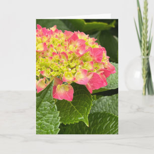 Carte de note blanche Hydrangea