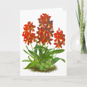 Carte de note blanche orangée rouge orchidée