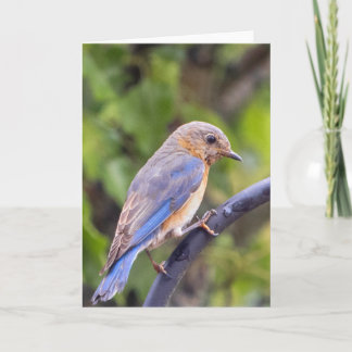Carte de note blanche pour oiseaux bleus orientaux