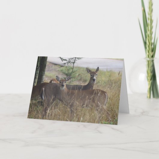 Carte de note - cerf commun - paires curieuses (Devant)