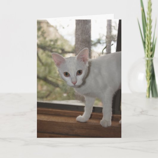 Carte de note Cute Kitten (Devant)
