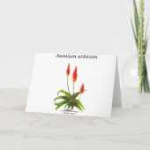 Carte de note d'Aeonium par Debra Lee Baldwin (Dos)