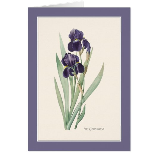 Carte de note d'art botanique violet Iris Germanic (Devant)