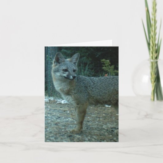 CARTE DE NOTE DE BLANC DE RENARD GRIS (Devant)