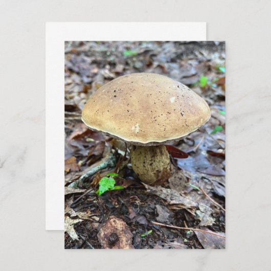 Carte de note de champignon (Devant / Derrière)