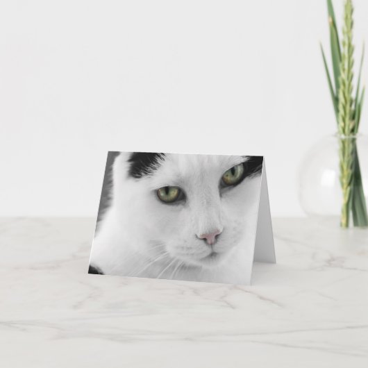 Carte de note de chat blanc (Devant)