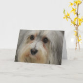 Carte de note de Havanese (Fleur jaune)