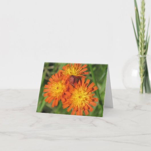 Carte de note de Hawkweed (Devant)