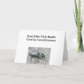 Carte de note de l'Aîné Eyed Click Beetle (Dos)