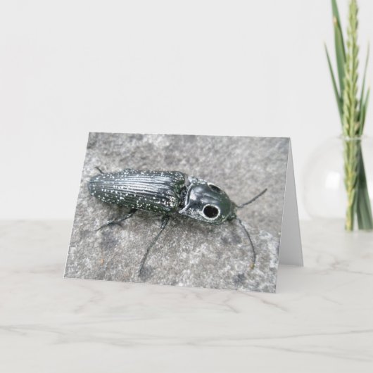 Carte de note de l'Aîné Eyed Click Beetle (Devant)