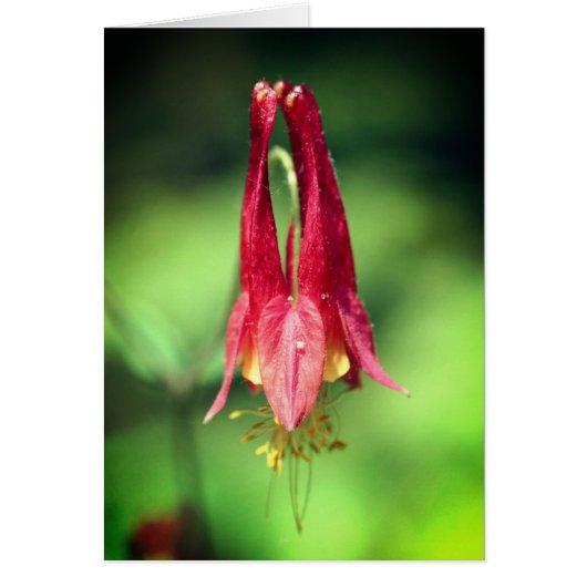 Carte de note de photographie de fleur d'aquilegie (Devant)