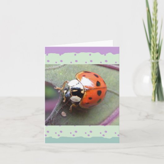 Carte de note de signybug (Devant)