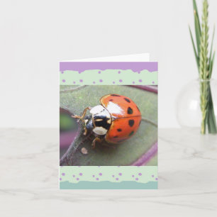 Carte de note de signybug