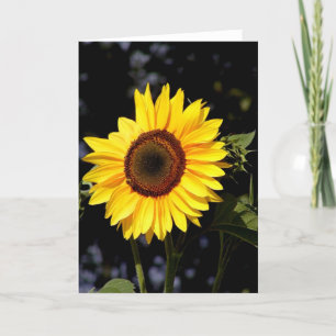 Carte de note de tournesol