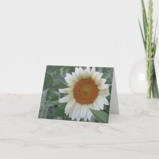 Carte de note de tournesol blanc frappant (Devant)