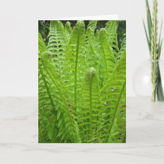 Carte de note Fern Shots (Devant)
