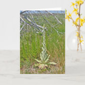 Carte de note Grand Mullein (Verbascum thapsus) (Fleur jaune)