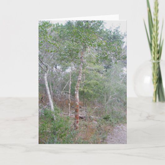 Carte de note Holly Tree OBX (Devant)
