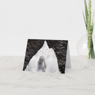 Carte de note : Jeune cygne sur le dos du cygne