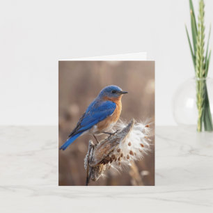 Carte de note Oiseau bleu sur une cosse de asclépi