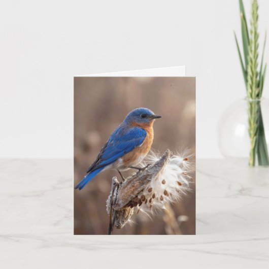 Carte de note Oiseau bleu sur une cosse de asclépi (Devant)