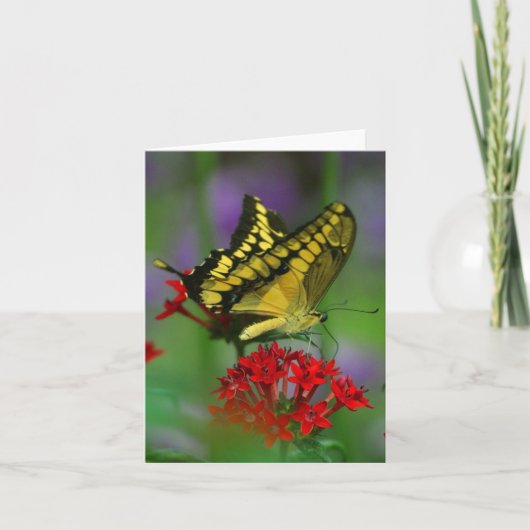 carte de note papillon (Devant)
