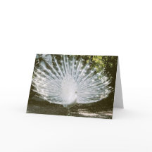 Carte de note Peacock Blanc<Blank Inside>