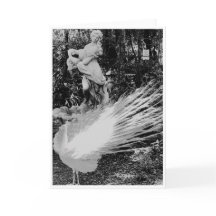 Carte de note Peacock Blanc<Blank Inside>