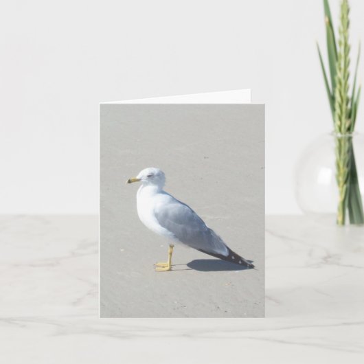Carte de note pliée avec photo de goéland facturé (Devant)