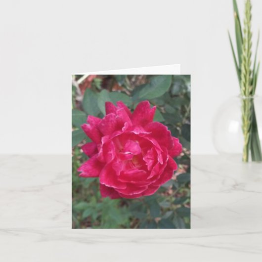 Carte de note pliée de photo Rose rouge (Devant)