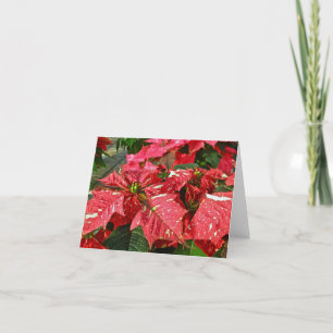 Carte de note Poinsettias rouge et blanc