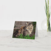 Carte de note Portrait de chat Feral (Devant)