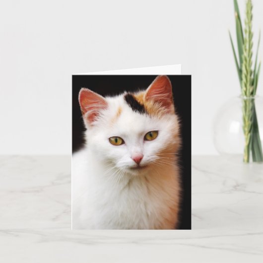 Carte de note pour chaton blanc (Devant)