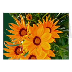 Carte de note pour les marguerites africaines