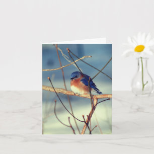 Carte de note pour les oiseaux bleutés d'hiver