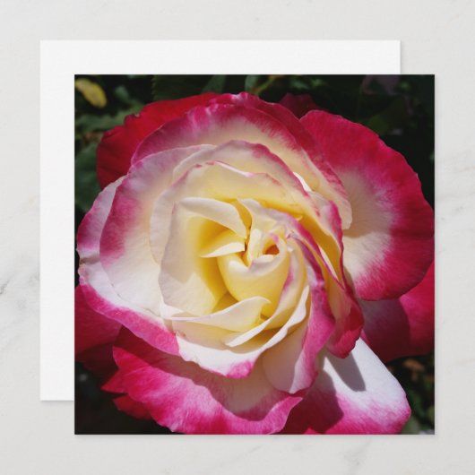 Carte de note rose (Devant / Derrière)