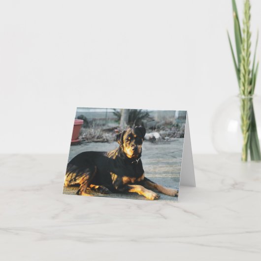 Carte de note Rottweiler - vide (Devant)