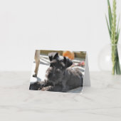Carte de note Schnauzer miniature #4 - vide (Devant)