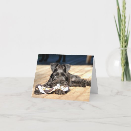 Carte de note Schnauzer miniature #6 - vide (Devant)