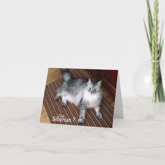 Carte de note sibérienne de blanc de chat (Devant)