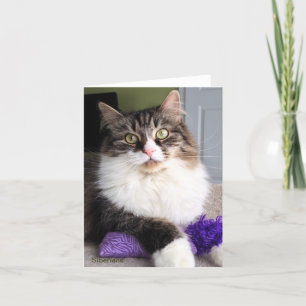 Carte de note sibérienne de chat