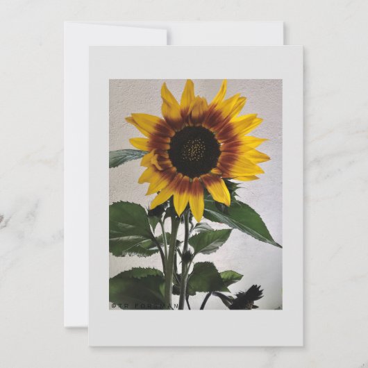 Carte de note simple Sunflowers pour manuscrit (Devant)