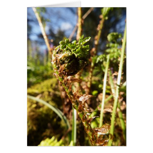 Carte de note vierge de Fern Frond (Devant)