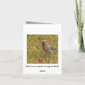 Carte de notes concernant les jonquilles et les oi (Dos)