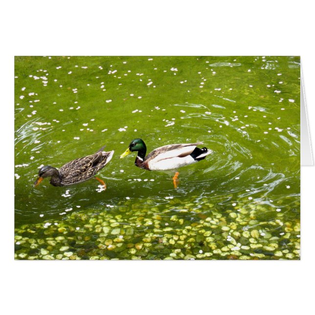Carte de paire de canard Mallard (Devant horizontal)