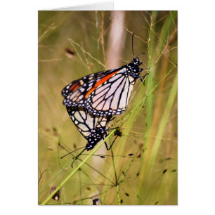 Carte de paire Monarch Butterfly