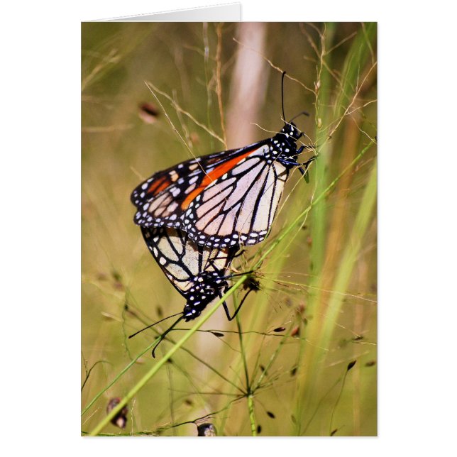 Carte de paire Monarch Butterfly (Devant)
