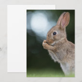 Carte de Pâques de lapin (Devant / Derrière)